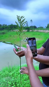 1.4M views · 3.1K reactions | Fruit Tree growth  #videography #vfx | Ksr Sharma | Facebook
