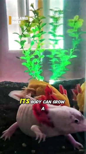 Axolotl: The Animal That Can Regenerate Its Body