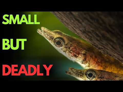 Micro Predator Fish for Small Aquariums