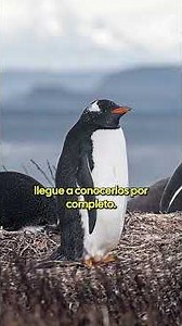 🐧 Chilean scientists identify a new species of gentoo penguin