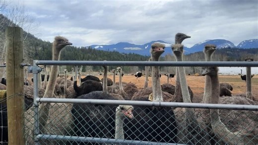 Court pauses cull order on B.C. ostriches ordered killed over avian flu fears