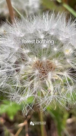 One way to experience the benefits of nature intentionally is through forest bathing.