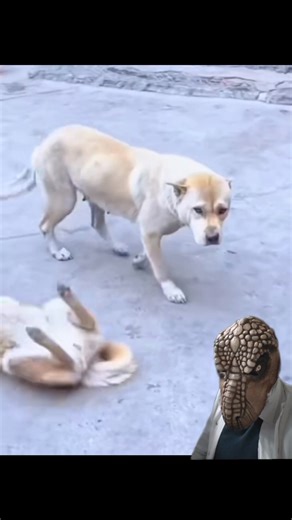 📛 Lo que realmente define el destino de un perro con moquillo no es el virus… es QUÉ TAN PRONTO LO RECONOCES. 👉 El distemper canino (moquillo) es una enfermedad viral multisistémica grave causada por el Canine Distemper Virus (CDV) que puede afectar respiración, digestión y el sistema nervioso entero. 📆 En muchos casos los primeros signos pasan desapercibidos: • Ojos llorosos o con secreción • Secreción nasal • Fiebre y decaimiento • Pérdida de apetito • Tos, vómito y diarrea Todo esto puede