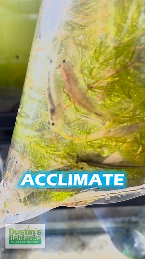 55K views · 432 reactions | PRO TIP: Acclimating Shrimp! Check out...