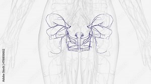Tributaries of internal iliac vein .