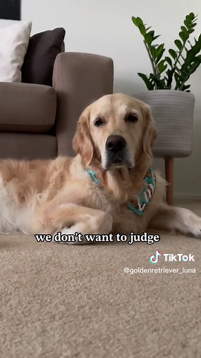 Golden Retriever Dry Kibble Song Lyrics