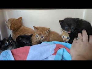 NEW Kittens Hissing Video!