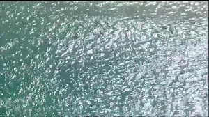 715K views · 979 reactions | Whoa! Check out all the leopard sharks...