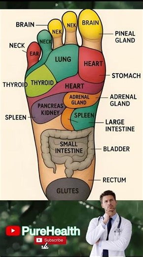 This colorful chart illustrates foot reflexology👣#massage #shorts #organisms