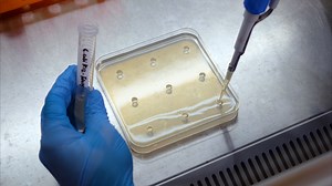 Quantifying Bacterial Surface Swarming Motility on Inducer Gradient Plates
