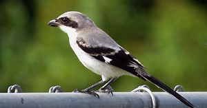 La pie-grièche migratrice, un oiseau mignon... qui empale ses proies sur les barbelés