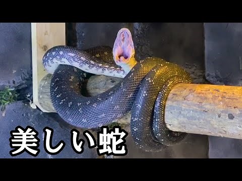 ダイヤモンドパイソンへ給餌と飼育環境について【Diamond Python】