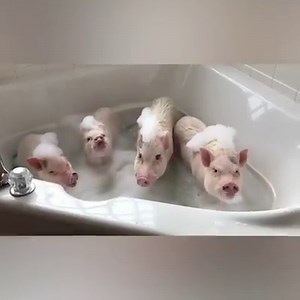 Rub-a-dub-dub, four pigs in a tub! 🐷🛁 | Tyla