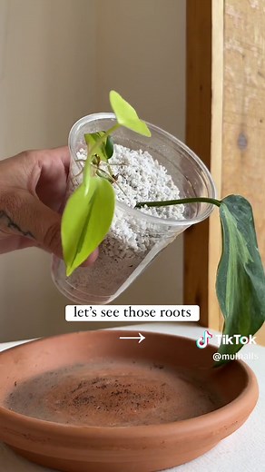 Guide to Propagating Houseplants in Perlite