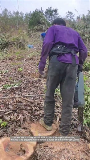 Safe Stump Cutting During Hillside Brush Clearing