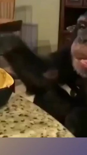 Chimpanzee Activities: Engaging Moments at the Table