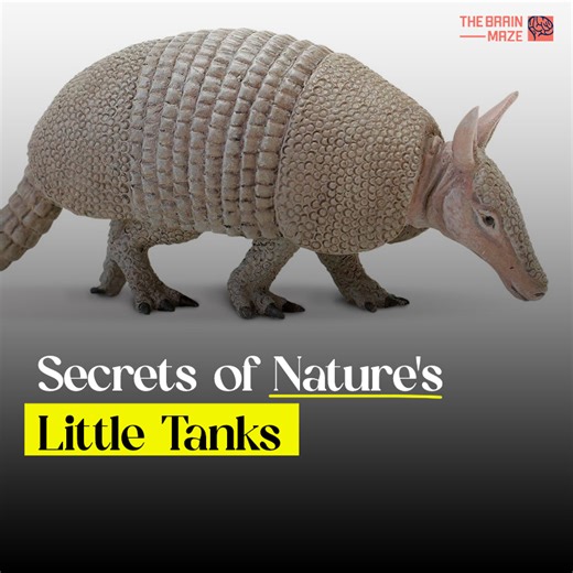 11K views · 277 reactions | Armadillos, peculiar mammals known for their distinctive armor-like exoskeleton, inhabit a diverse range of environments across the Americas. Characterized by a series of bony plates covering their bodies, these creatures are often referred to as nature's miniature tanks. | The Brain Maze | Facebook