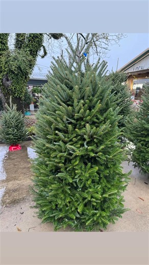 Christmas trees are here!! | Twisted Lime Market
