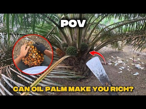 How Oil Palm Farming Works in Indonesia | Real Harvest Routine