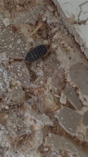 قمل الخشب Woodlouse (حمار القبان) الاسم العلمي Oniscus asellus من فصيلة Oniscidea