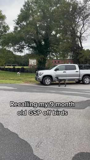 Training a 9-Month-Old GSP to Recall Off Birds