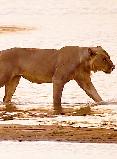 Part 54#fyp #lion #wildlife #animalsworld #foryoupage