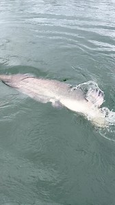 27K views · 529 reactions | Catfish Battle勞! Discover the incredible...