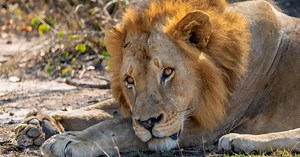 Gorongosa's lion population | 60 Minutes