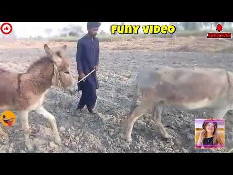 Funny Donkey & Dog Moments 😂🐴🐶 | Cute & Crazy Animal Compilation