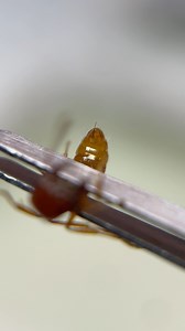 Le dard de mes fourmis rouges moissonneuses ! | Espèce -> Pogonomyrmex barbarus | Gigafourmis