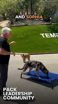 How to Greet a Dog