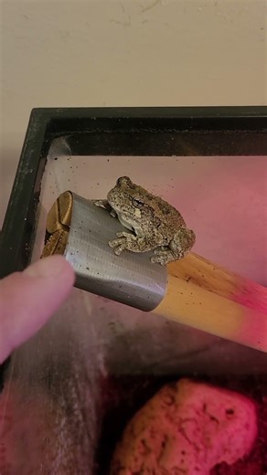 FLIPPY'S Crunch!!! "Hungry Frog"