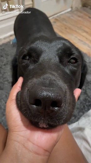 Goose the Labrador (@goosethelabrador)’s videos with original sound - Goose the Labrador