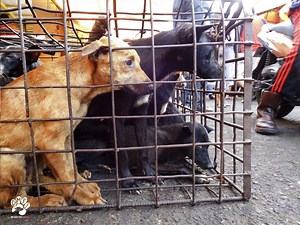 Promising news on dog meat trade in Indonesia, reports shelter medicine alum »  Shelter Medicine Program » College of Veterinary Medicine » University of Florida