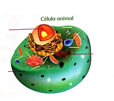 Partes básicas de la célula