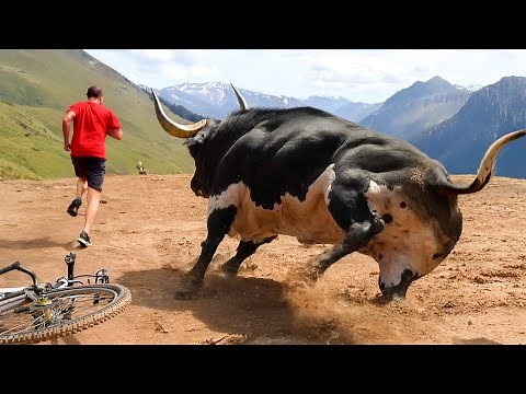 10 Most Dangerous Bull Breeds