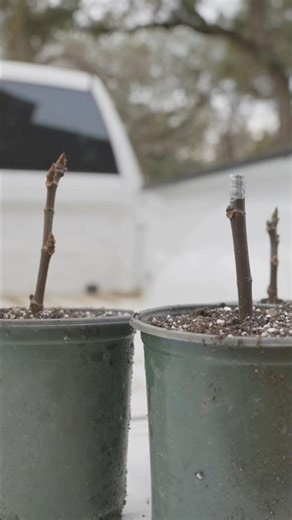 Starting a FIG ORCHARD! #figtrees #gardening #homestead #farming