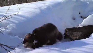 Wild baby wolverines caught on camera—Watch it here!