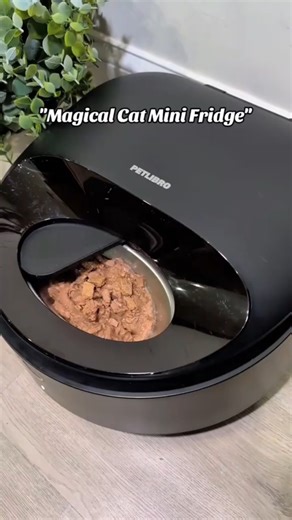 Magical Mini Fridge for your cat