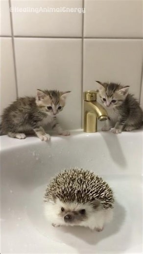 A Curious Kitten Watches a Hedgehog Bath 🦔🐱