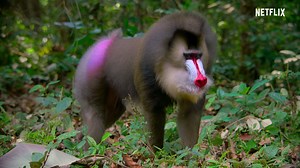 135K views · 3.1K reactions | Sir David Attenborough is back with a new nature documentary that will make you see animals in a whole new light. Life in Color with David Attenborough premieres this Earth Day. | Netflix | Facebook