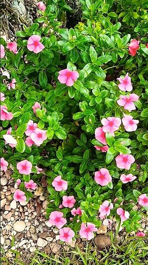 Flowers Madagascar Periwinkle (Catharanthus roseus), also known as Vinca 🌸🌺 #flower #vinca