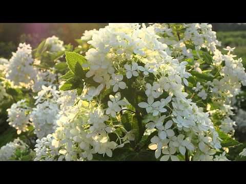 Bombshell Hydrangea - Timed for success