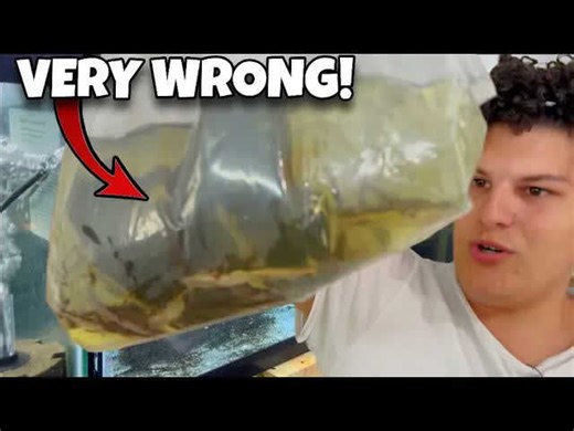 Something was off with this shipment: The risks behind transporting large fish