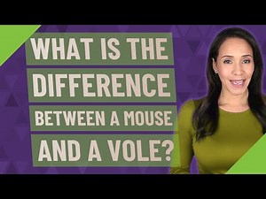 What is the difference between a mouse and a vole?