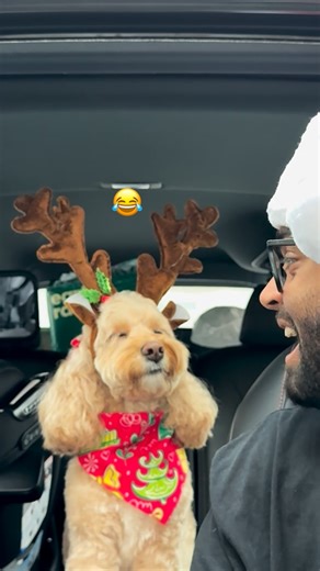 Luna The Mini Cockapoo on Instagram: "When the system reboots 🤣 #dogs #puppylove #minicockapoo"