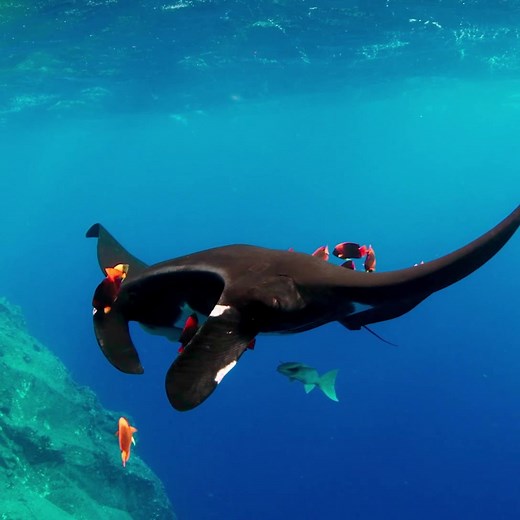 1.7K views · 168 reactions | Moving Art is now available on The Louie Channel.  Watch all three seasons of this breathtaking series celebrated by millions of viewers.  | Louie Schwartzberg | Facebook