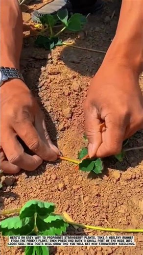 Strawberry Propagation Technique from Runners for New Seedlings #AgriculturalInnovation