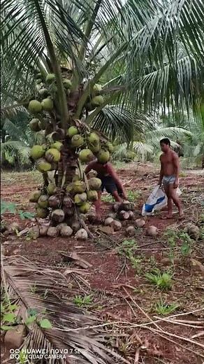 Dwarf Tacunan Coconut harvest time
