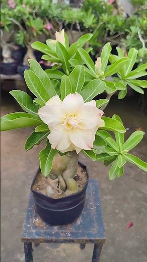 How to Grow Adenium Bonsai Tips for Fat Caudex More Flowers and Healthy Roots